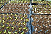 LETTUCE SEEDLINGS IN TRAYS