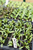 BEETROOT SEEDLINGS IN TRAY