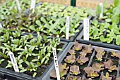 LETTUCE AND BEETROOT SEEDLINGS IN TRAYS