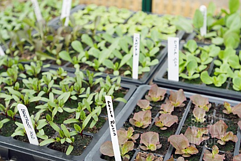 LETTUCE_AND_BEETROOT_SEEDLINGS_IN_TRAYS