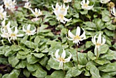 ERYTHRONIUM CALIFORNICUM WHITE BEAUTY