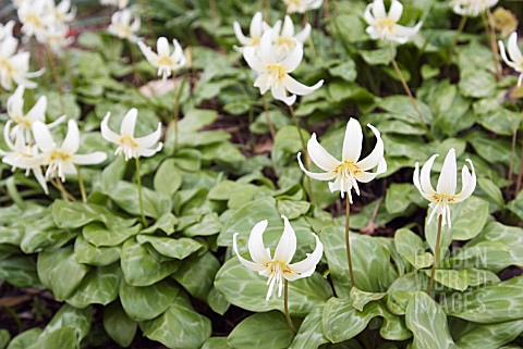 ERYTHRONIUM_CALIFORNICUM_WHITE_BEAUTY