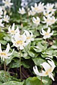 ERYTHRONIUM CALIFORNICUM WHITE BEAUTY