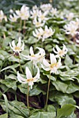 ERYTHRONIUM CALIFORNICUM WHITE BEAUTY