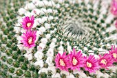 MAMMILLARIA DECIPIENS SUBSP. CAMPTOTRICHA; PINK CACTUS FLOWERS