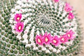 MAMMILLARIA DECIPIENS SUBSP. CAMPTOTRICHA; PINK CACTUS FLOWERS