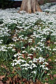 GALANTHUS S. ARNOTT