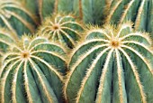 PARODIA MAGNIFICA; NOTOCACTUS