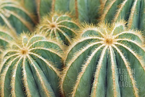 PARODIA_MAGNIFICA_NOTOCACTUS