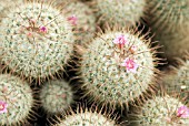 MAMMILLARIA BOMBYCINA; PINK CACTUS FLOWERS AND BUDS