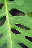 MONSTERA DELICIOSA; SWISS CHEESE PLANT