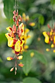 THUNBERGIA MYSORENSIS; CLOCK VINE PLANT