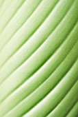 ENSETE GLAUCUM; LEAF PATTERN