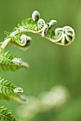 CYATHEA BROWNII; TREE FERN FROND UNCURLING