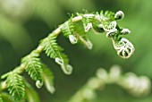 CYATHEA BROWNII; TREE FERN FROND UNCURLING