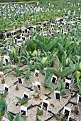 DWARF DOUBLE EARLY TULIPS BEING GROWN IN POTS AT NURSERY