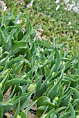 DWARF DOUBLE EARLY TULIPS BEING GROWN IN POTS AT NURSERY