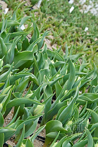 DWARF_DOUBLE_EARLY_TULIPS_BEING_GROWN_IN_POTS_AT_NURSERY