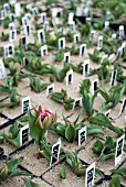 DWARF DOUBLE EARLY TULIPS BEING GROWN IN POTS AT NURSERY