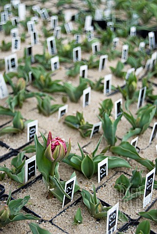 DWARF_DOUBLE_EARLY_TULIPS_BEING_GROWN_IN_POTS_AT_NURSERY