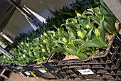 DWARF DOUBLE EARLY TULIPS BEING STORED IN A FRIDGE