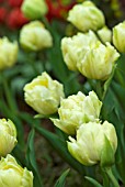 TULIPA VERONA; CREAM DWARF DOUBLE EARLY TULIP