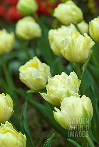 TULIPA_VERONA_CREAM_DWARF_DOUBLE_EARLY_TULIP