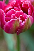 TULIPA ROBERT SPENCER PINK DWARF DOUBLE EARLY TULIP