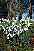 GALANTHUS LORD LIEUTENANT