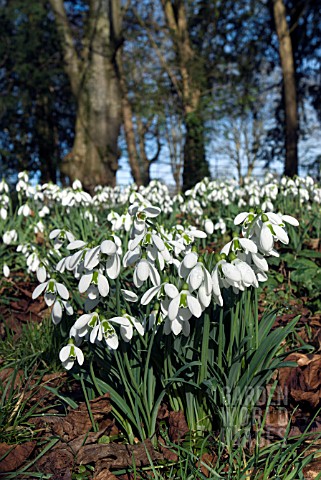 GALANTHUS_LORD_LIEUTENANT