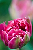 TULIPA ROBERT SPENCER PINK DWARF DOUBLE EARLY TULIP