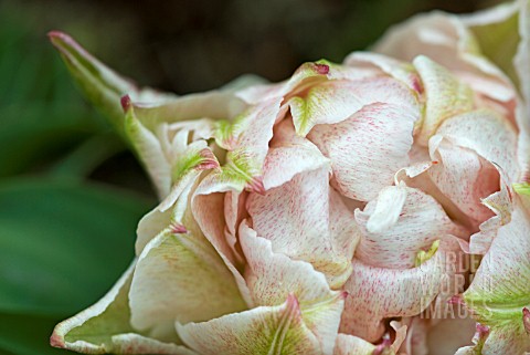 TULIPA_POMPADOUR_SPECKLED_PINK_DWARF_DOUBLE_EARLY_TULIP