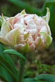 TULIPA POMPADOUR SPECKLED PINK DWARF DOUBLE EARLY TULIP