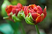 TULIPA LA FARGUE; RED DWARF DOUBLE EARLY TULIPS