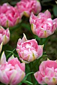 TULIPA PEACH BLOSSOM, (TULIP PEACH BLOSSOM)