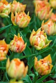 TULIPA ORANGE PRINCESS; ORANGE DWARF DOUBLE EARLY TULIP