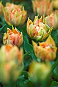 TULIPA ORANGE PRINCESS; ORANGE DWARF DOUBLE EARLY TULIP