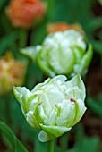 TULIPA GERARD DOU WHITE DWARF DOUBLE EARLY TULIP