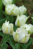 TULIPA CARDINAL MINDSZENTY; WHITE DWARF DOUBLE EARLY TULIP