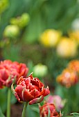 TULIPA LA FARGUE; RED DWARF DOUBLE EARLY TULIP