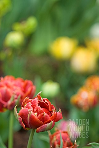 TULIPA_LA_FARGUE_RED_DWARF_DOUBLE_EARLY_TULIP