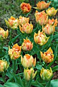 TULIPA ORANGE PRINCESS; ORANGE DWARF DOUBLE EARLY TULIP