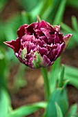 TULIPA DAVID TENIERS; DEEP PURPLE DWARF DOUBLE EARLY TULIP