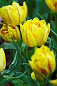 TULIPA MONSELLA; YELLOW FLUSHED WITH RED DWARF DOUBLE EARLY TULIP