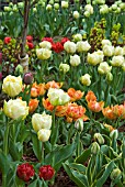 DWARF DOUBLE EARLY TULIPS ON DISPLAY