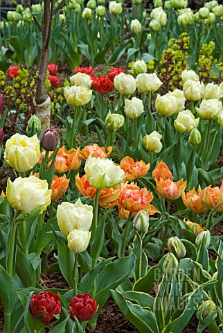 DWARF_DOUBLE_EARLY_TULIPS_ON_DISPLAY