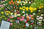 DWARF DOUBLE EARLY TULIPS ON DISPLAY