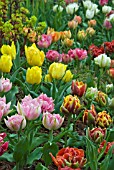 DWARF DOUBLE EARLY TULIPS ON DISPLAY