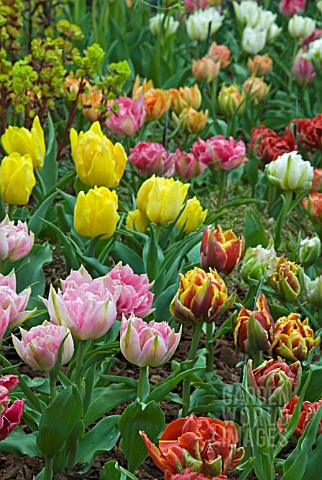 DWARF_DOUBLE_EARLY_TULIPS_ON_DISPLAY