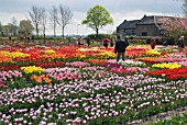 TULIPS ON DISPLAY AT HORTUS BULBORUM, LIMMEN, HOLLAND